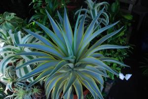 DSC_5020.JPG